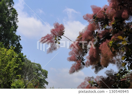 可愛的煙火花 130540945