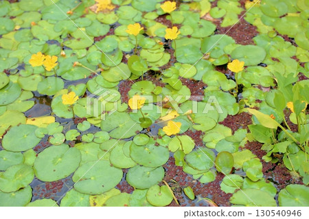 池塘花：漂浮..... 130540946