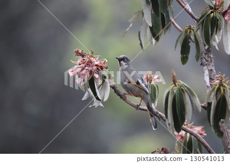 Himalayan Laughingthrush 130541013