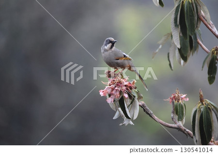 Himalayan Laughingthrush Himalayan Laughingthrush 130541014