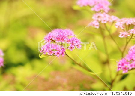 Gorgeous meadowsweet flowers Gorgeous meadowsweet flowers 130541019
