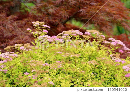 Gorgeous meadowsweet flowers Gorgeous meadowsweet flowers 130541020