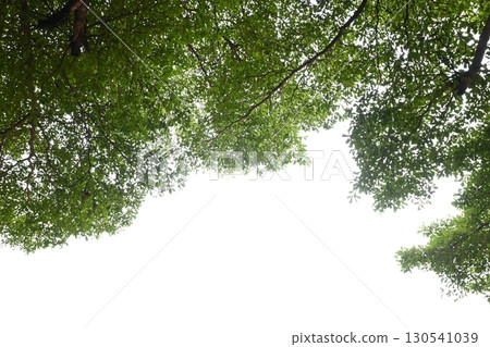 big tree with green leaf on white sky in springtime big tree with green leaf on white sky in springtime 130541039
