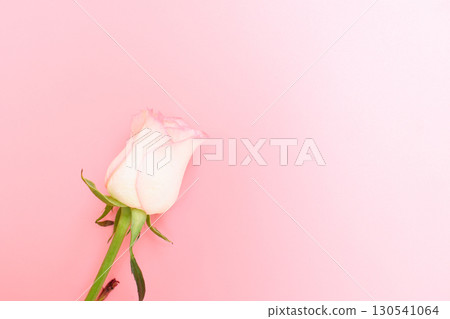 beautiful pastel rose flower on pink background, valentine day 130541064
