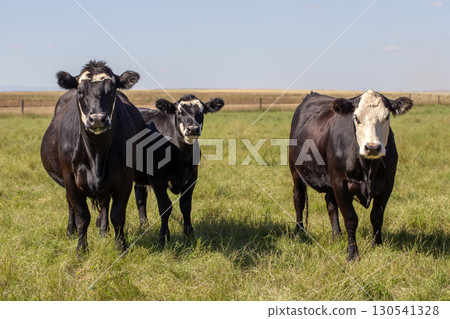A herd of curious cows starring directly at the camera.  130541328