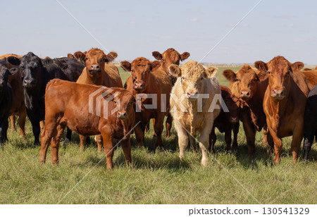 A herd of curious cows starring directly at the camera.  130541329
