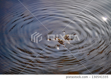 一隻水黽正在接近一對交配的伴侶 一隻水黽正在接近一對交配的伴侶 130541335