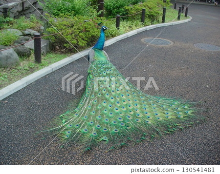 優雅的公園孔雀 130541481