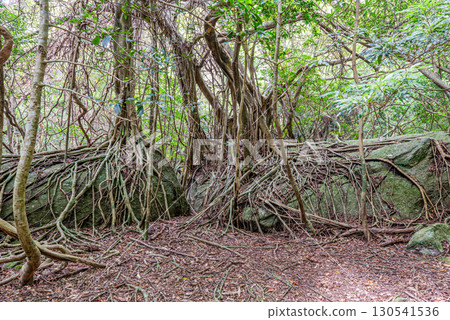 榕樹（榕樹）世界自然遺產屋久島（春天） 130541536