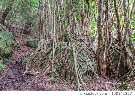 榕樹（榕樹）世界自然遺產屋久島（春天） 130541537