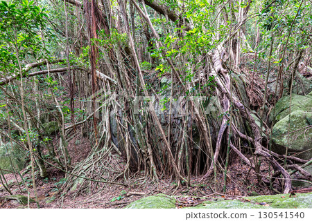 嘎居丸：世界自然遺產屋久島（泉）的一棵能勒死人的巨樹 130541540