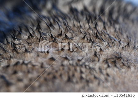 Close up of dog fur showing detailed texture and pattern, highlighting fine barbs and coloration, creating intricate natural design that 130541630