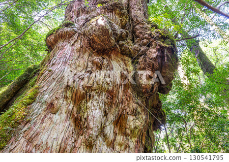 Shaka Cedar and Yaku Cedar, Yakushima Yakusugi Land (Spring) 130541795