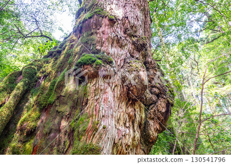 Shaka Cedar and Yaku Cedar, Yakushima Yakusugi Land (Spring) Shaka Cedar and Yaku Cedar, Yakushima Yakusugi Land (Spring) 130541796