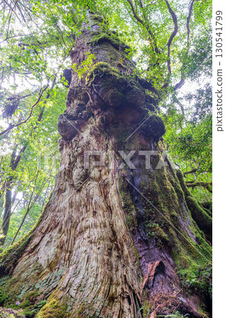 Shaka Cedar and Yaku Cedar: Majestic Giant Trees at Yakushima Yakusugi Land (Spring) 130541799