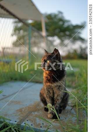 Rusty cat playing in the square Rusty cat playing in the square 130542928