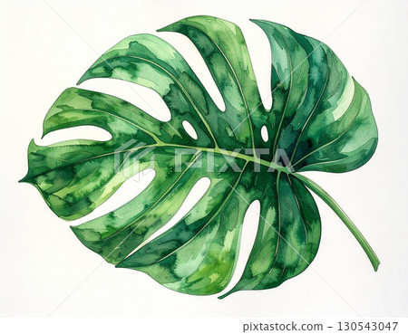 水彩風格龜背竹葉插畫 水彩風格龜背竹葉插畫 130543047