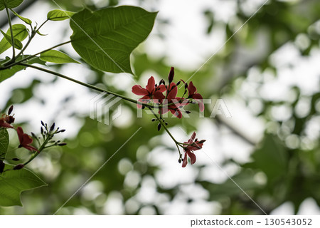 Takin 'Zakura (Nanoyo Zakura) 130543052
