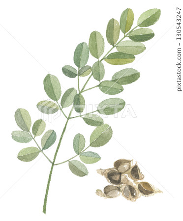 Watercolor Moringa leaves and seeds 130543247