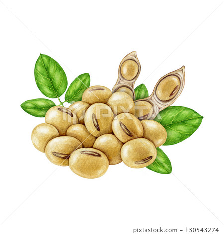 Soybean pile with green soya leaves, pods isolated on white background. Hand drawn realistic watercolor illustration. Close up legume dry soya bean group natural organic vegan source of protein 130543274