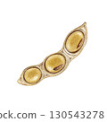 Soybean pod element isolated on white background. Hand drawn realistic watercolor illustration. Close up legume soybean pod natural organic vegan source of protein 130543278