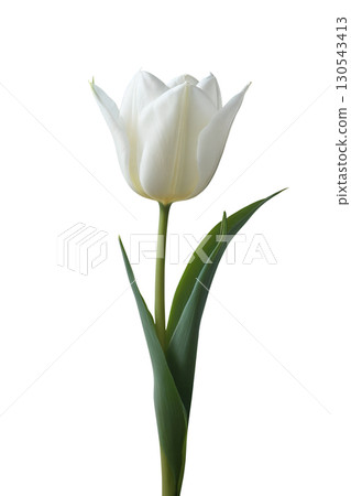 一朵白色鬱金香花朵去背PNG,鬱金香節、母親節素材圖片 一朵白色鬱金香花朵去背PNG,鬱金香節、母親節素材圖片 130543413