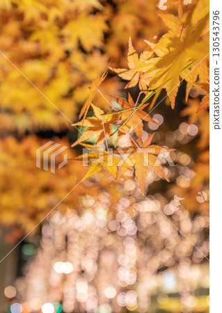 東京丸之內的秋葉 130543796