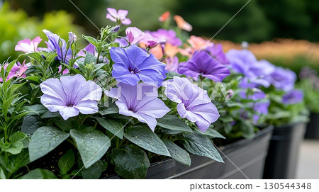 Vibrant Purple Petunias in Bloom with Soft Pink Flowers in a Charming Garden Setting 130544348