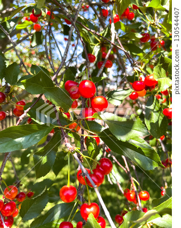 Glossy red cherries hang from a tree branch with surrounding green leaves. The lighting is clear and bright, showcasing the shiny texture and ripeness of the fruit in a garden setting. Glossy red cherries hang from a tree branch with surrounding green leaves. The lighting is clear and bright, showcasing the shiny texture and ripeness of the fruit in a garden setting. 130544407