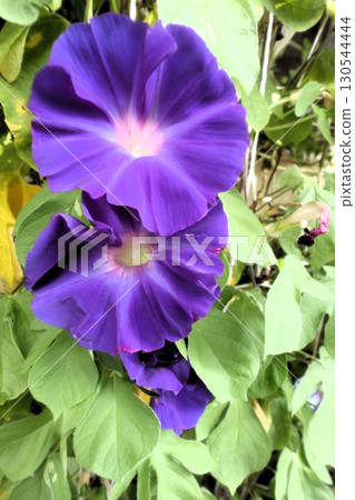 夏日庭園花卉「牽牛花」 牽牛花:花壇花卉:牽牛花大廈 夏日庭園花卉「牽牛花」 牽牛花:花壇花卉:牽牛花大廈 130544444