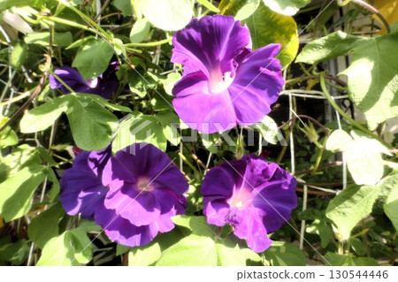 Summer garden flower "Morning glory" Morning glory: Flower bed flowers: Morning glory mansion Summer garden flower "Morning glory" Morning glory: Flower bed flowers: Morning glory mansion 130544446