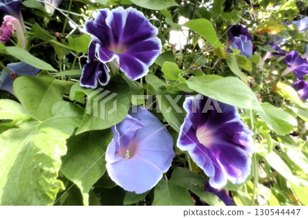 Summer garden flower "Morning glory" Morning glory: Flower bed flowers: Morning glory mansion 130544447