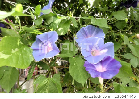 夏日庭園花卉「牽牛花」 牽牛花：花壇花卉：牽牛花大廈 130544449