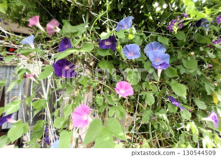 夏日庭園花卉「牽牛花」 牽牛花:花壇花卉:牽牛花大廈 夏日庭園花卉「牽牛花」 牽牛花:花壇花卉:牽牛花大廈 130544509