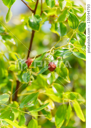 棗的果實 130544793