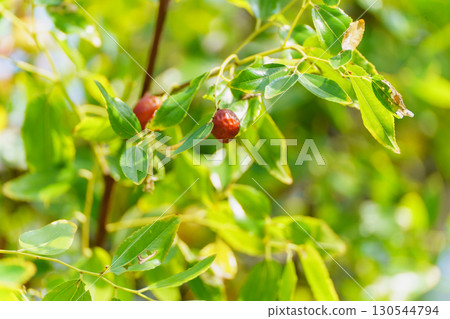 棗的果實 130544794