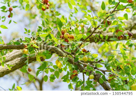 Fruit of jujube Fruit of jujube 130544795