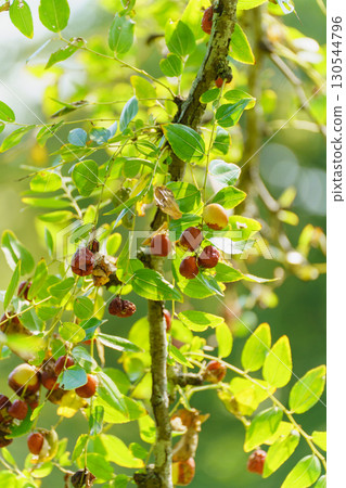 Fruit of jujube 130544796