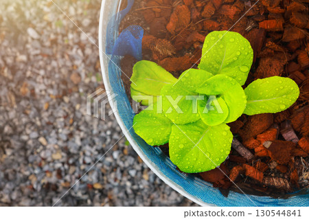 Fresh green lettuce seedling growing in pot with water drops on leaves, organic vegetable, healthy food, agriculture, gardening, eco farming and sustainable lifestyle concept. Fresh green lettuce seedling growing in pot with water drops on leaves, organic vegetable, healthy food, agriculture, gardening, eco farming and sustainable lifestyle concept. 130544841