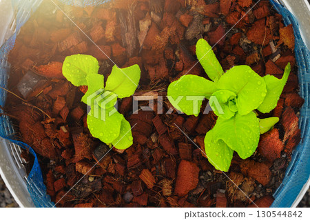 Fresh green lettuce seedling growing in pot with water drops on leaves, organic vegetable, healthy food, agriculture, gardening, eco farming and sustainable lifestyle concept. 130544842