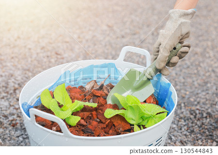 Hand with glove using small shovel planting green lettuce seedlings in pot, organic farming, gardening, healthy food, agriculture and eco sustainable lifestyle concept. Hand with glove using small shovel planting green lettuce seedlings in pot, organic farming, gardening, healthy food, agriculture and eco sustainable lifestyle concept. 130544843