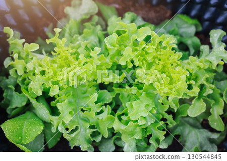 Fresh green lettuce seedling growing in pot with water drops on leaves, organic vegetable, healthy food, agriculture, gardening, eco farming and sustainable lifestyle concept. Fresh green lettuce seedling growing in pot with water drops on leaves, organic vegetable, healthy food, agriculture, gardening, eco farming and sustainable lifestyle concept. 130544845