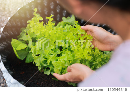 Fresh green lettuce seedling growing in pot with water drops on leaves, organic vegetable, healthy food, agriculture, gardening, eco farming and sustainable lifestyle concept. 130544846