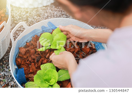 Farmer hand holding fresh green lettuce in pot, organic vegetable gardening, healthy food, agriculture, eco farming, sustainable lifestyle and natural nutrition concept. Farmer hand holding fresh green lettuce in pot, organic vegetable gardening, healthy food, agriculture, eco farming, sustainable lifestyle and natural nutrition concept. 130544847