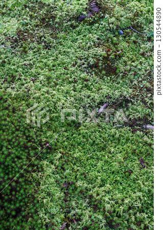 Moss-covered garden of a Kyoto temple Moss-covered garden of a Kyoto temple 130544890