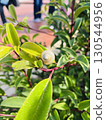Snail 130544956