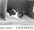 A cat to take a nap 130544958
