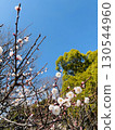 Plum blossoms in the blue sky 130544960