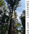 A large tree towering 130544965