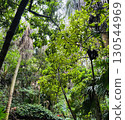 Nature  130544969
